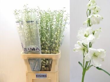 Delph Du Guard White