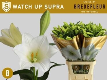 Li Lf Watch Up Supra