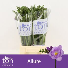 Fr Du Allure
