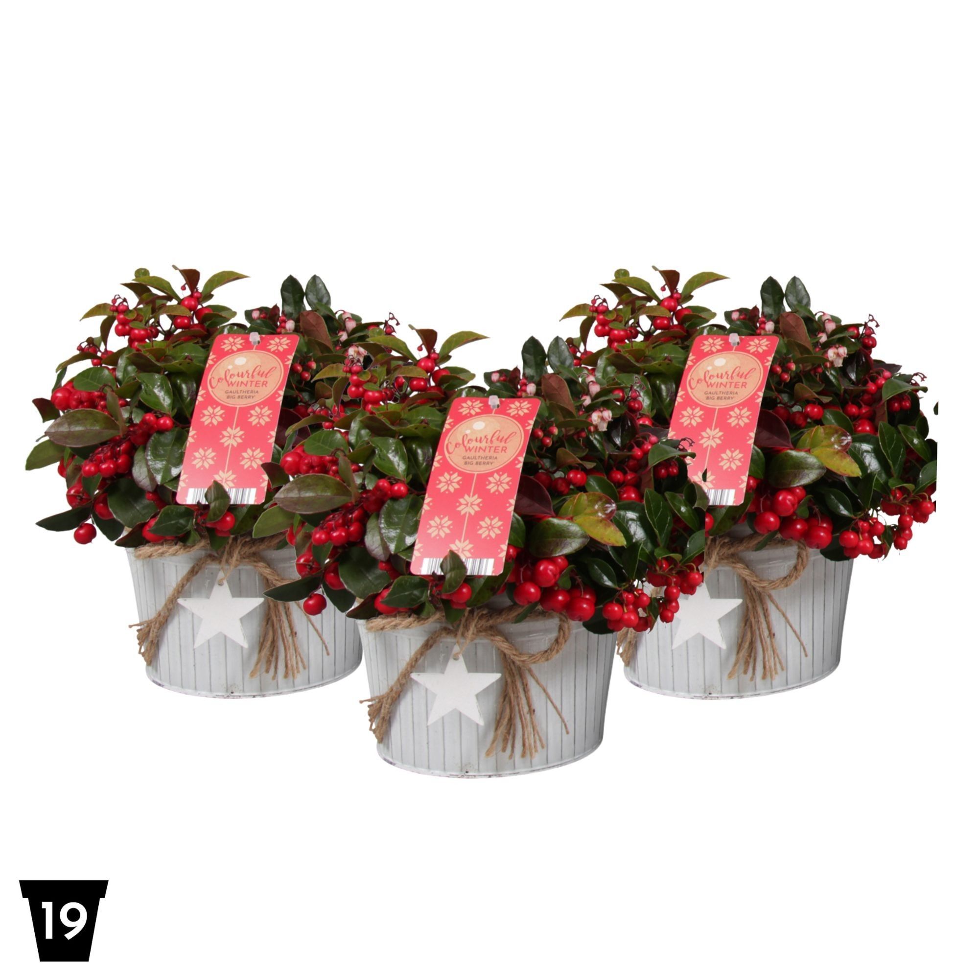 Gaultheria Pr Big Berry Zink Met Ster