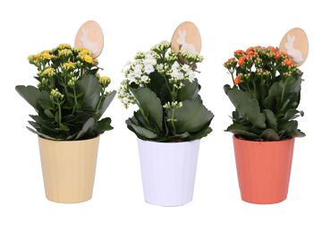 Kalan Gev Gemengd Keramiek Pasen