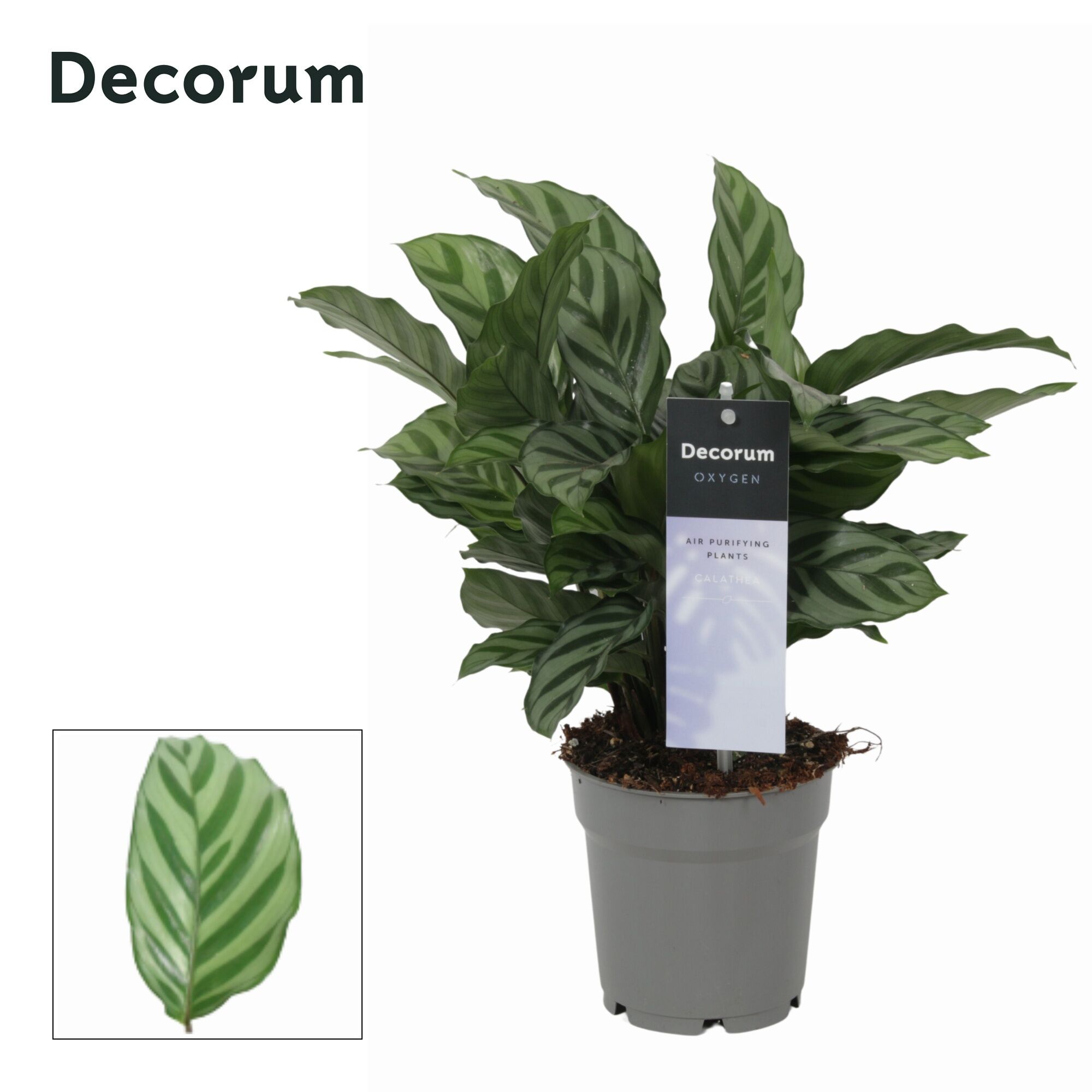 Calathea Freddie