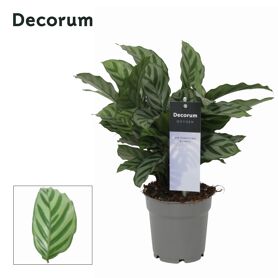 Calathea Freddie