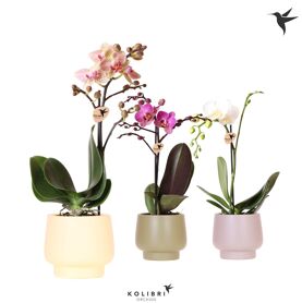 Kolibri Orchids Phalaenopsis Mix 1 Spike In Scandi