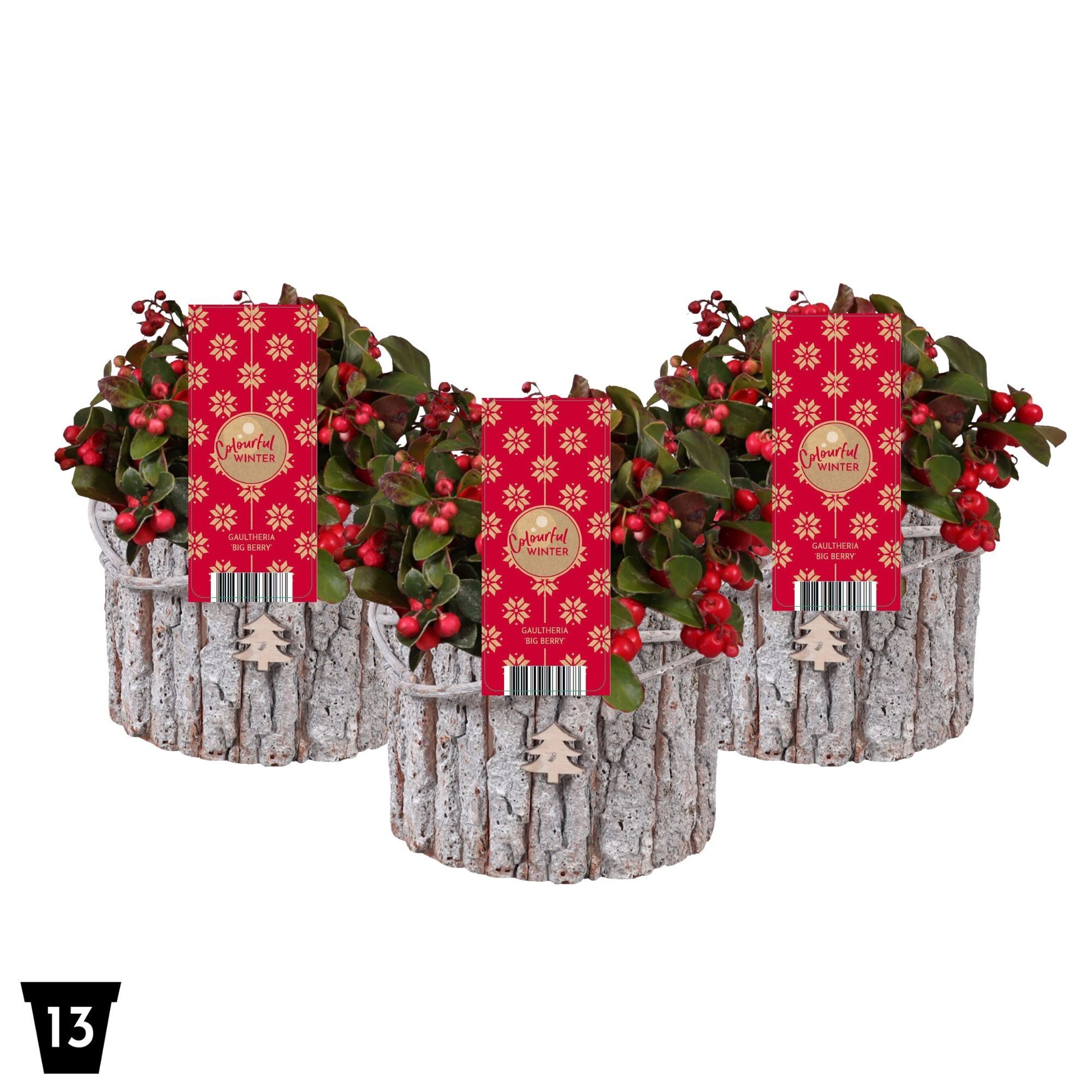 Gaultheria Pr Big Berry Hout Rond
