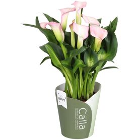 Zant French Kiss 5+ Potcover