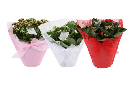 Kalan Gev Gemengd Hoes Pastel Gifts
