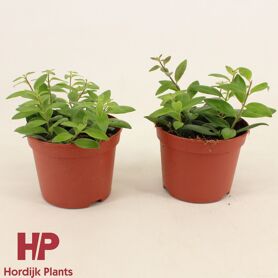 Aeschynanthus Caro Improved