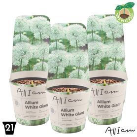 Allium White Giant Potcover