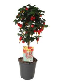 Abutilon Big Bell Stam