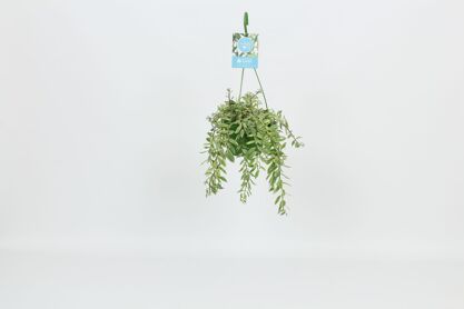 Aeschynanthus Bolero Bicolore