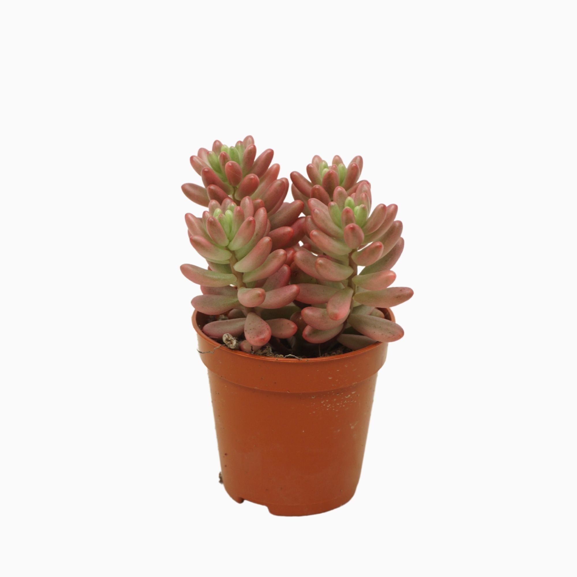 Sedum Rubrotinctum Aurora