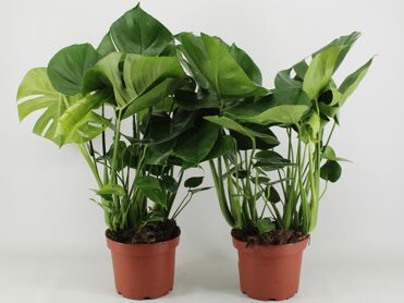 Monstera Deliciosa P21