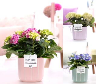 Hydr M Gemengd 2+ Keramiek Fleur