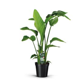 Strelitzia Nicolai 3pp