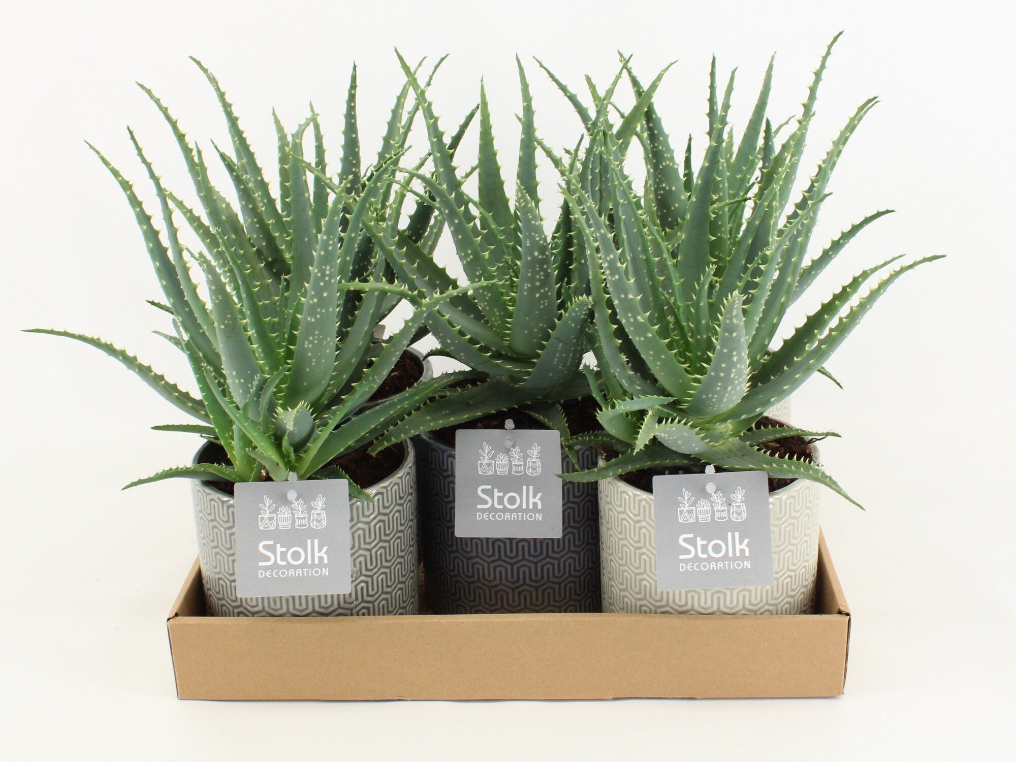 Aloe Arborescens Keramiek Gaia
