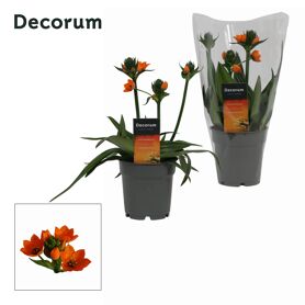 Ornithogalum Dubium 3pp