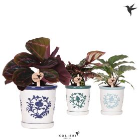 Calathea Gemengd Keramiek Malaga