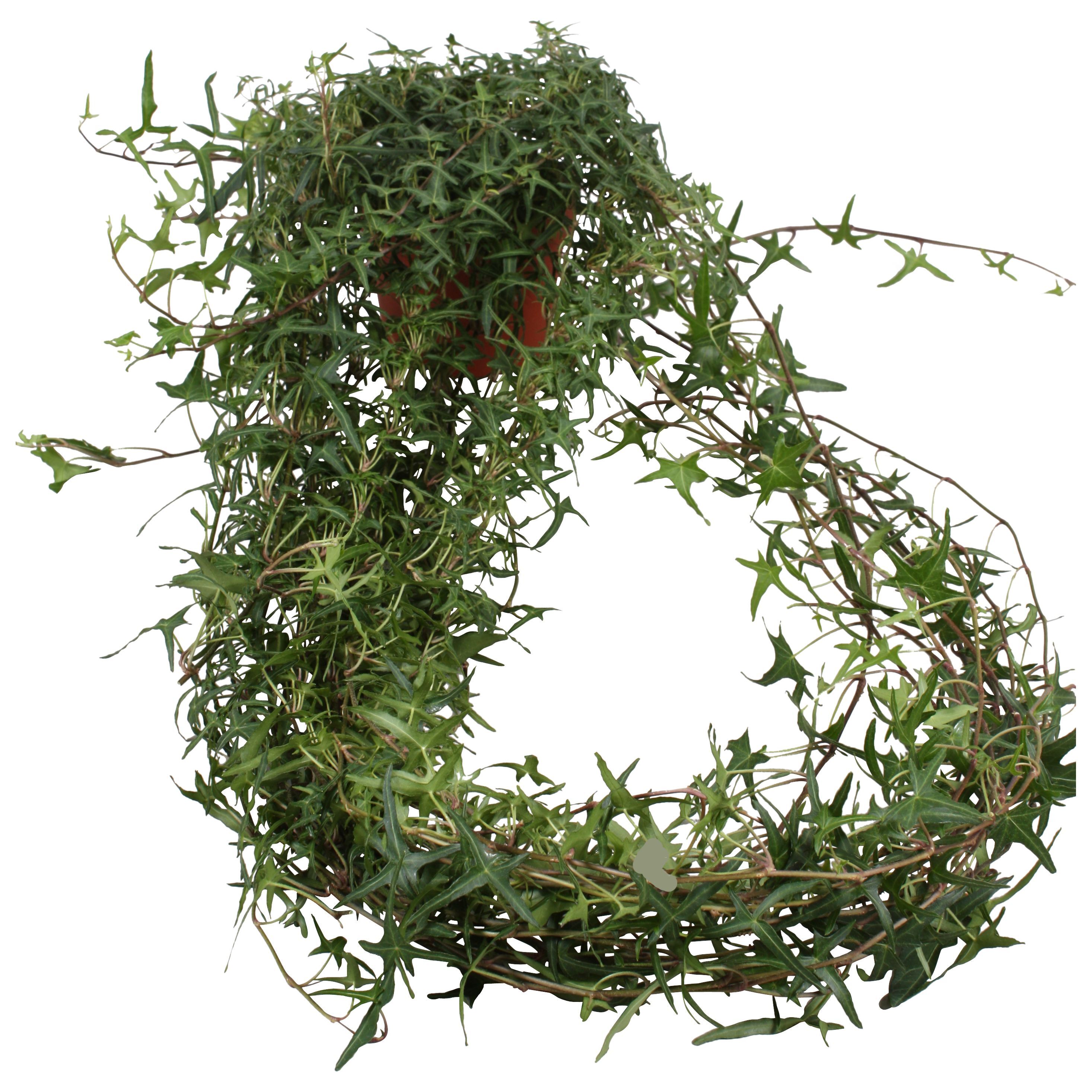 Hed He Sagittaefolia Xxl