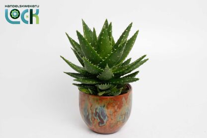 Aloe Mitriformis Keramiek Luuk Orange