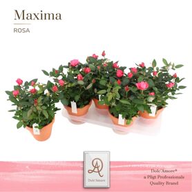 Ro Donker Roze Dolc'amore Keramiek Terracotta