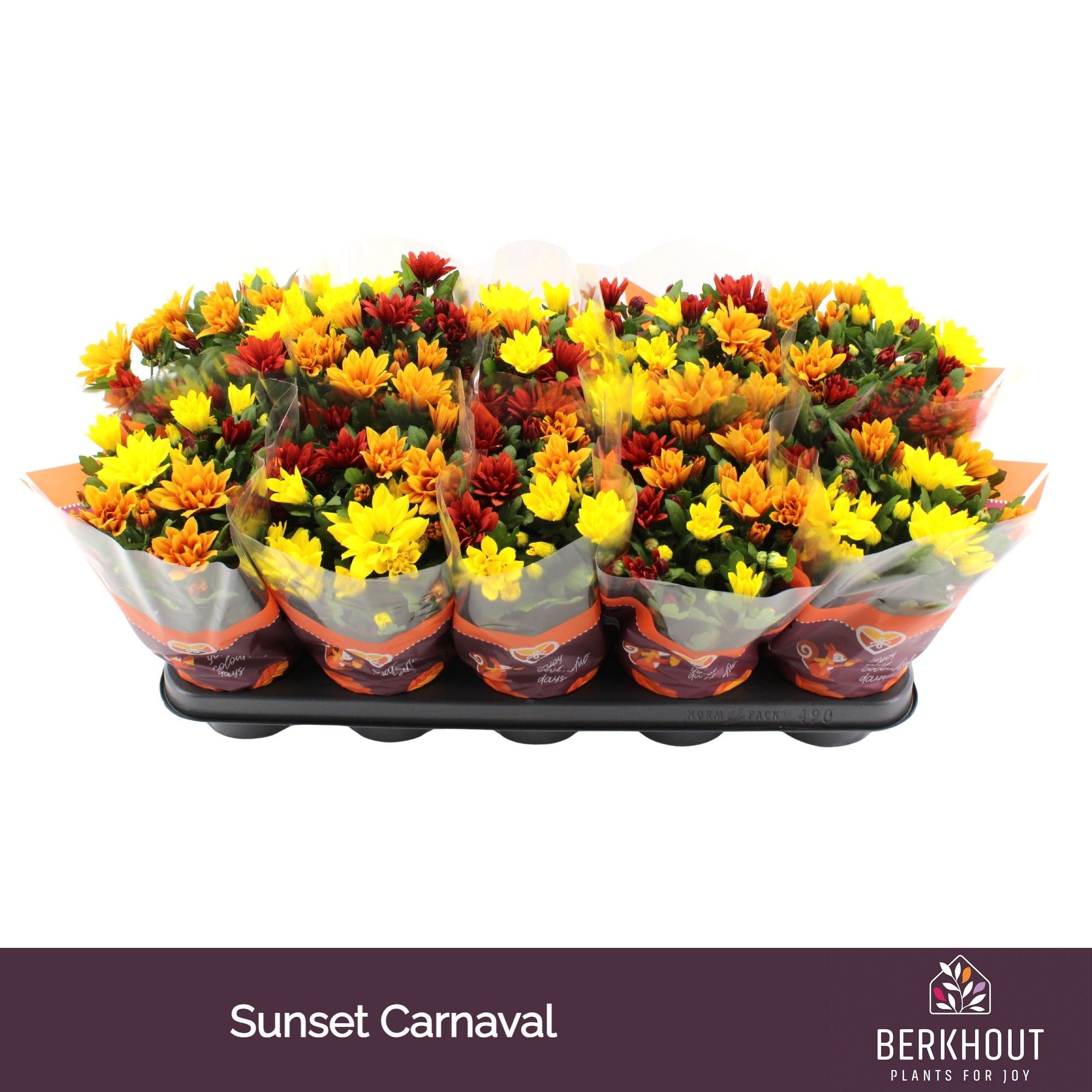 Chrys Gemengd Carnaval Sunset