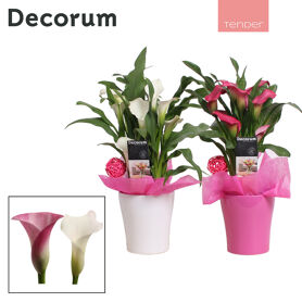 Zant Roze - Wit 4+ Keramiek Amy
