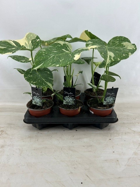 Monstera Deliciosa Thai Constellation