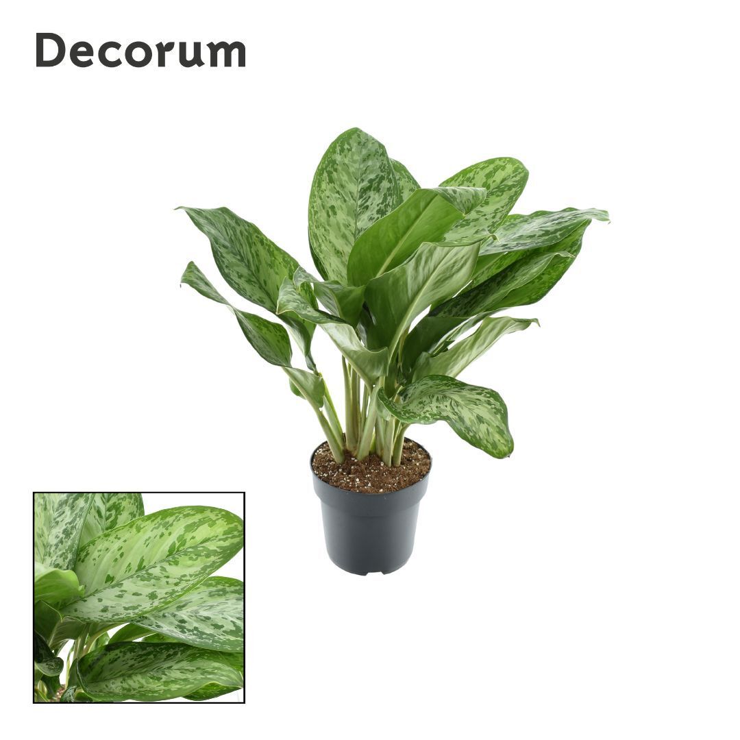 Aglaonema Greenlight