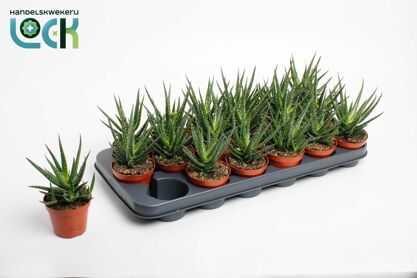 Aloe Jaco