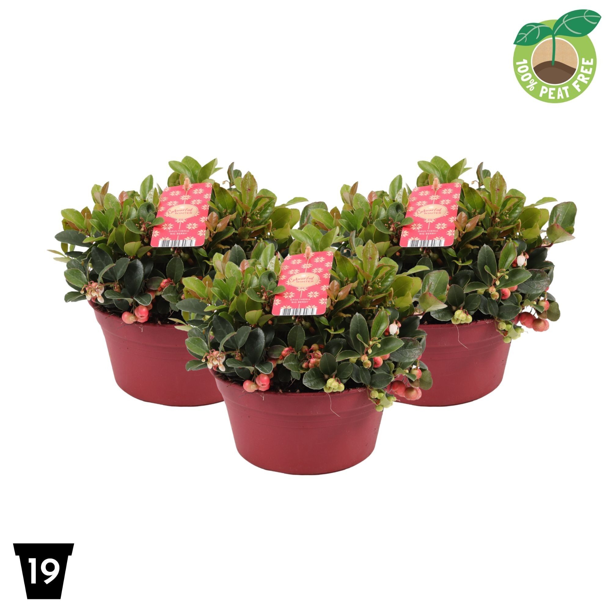 Gaultheria Pr Big Berry