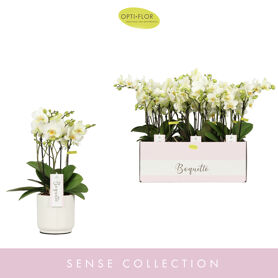 Phal Boquetto Beauty 3-5 Tak Keramiek Lazio White