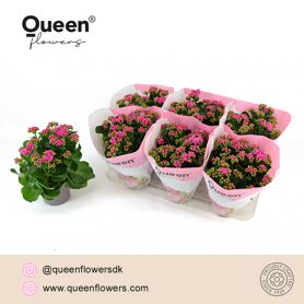 Kalan Gev Paars Augusta Queen