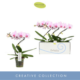 Phal Balletto Curl 1 Tak