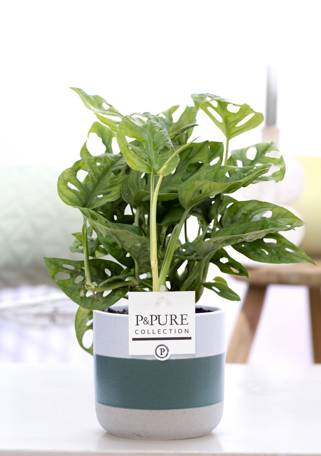 Monstera Adansonii Keramiek Lauren