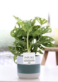 Monstera Adansonii In P&pure Lauren Ceramics