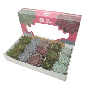 Echev Gemengd Nature Cutflowers