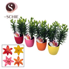 Lil Az Gemengd 3pp Deco Pot