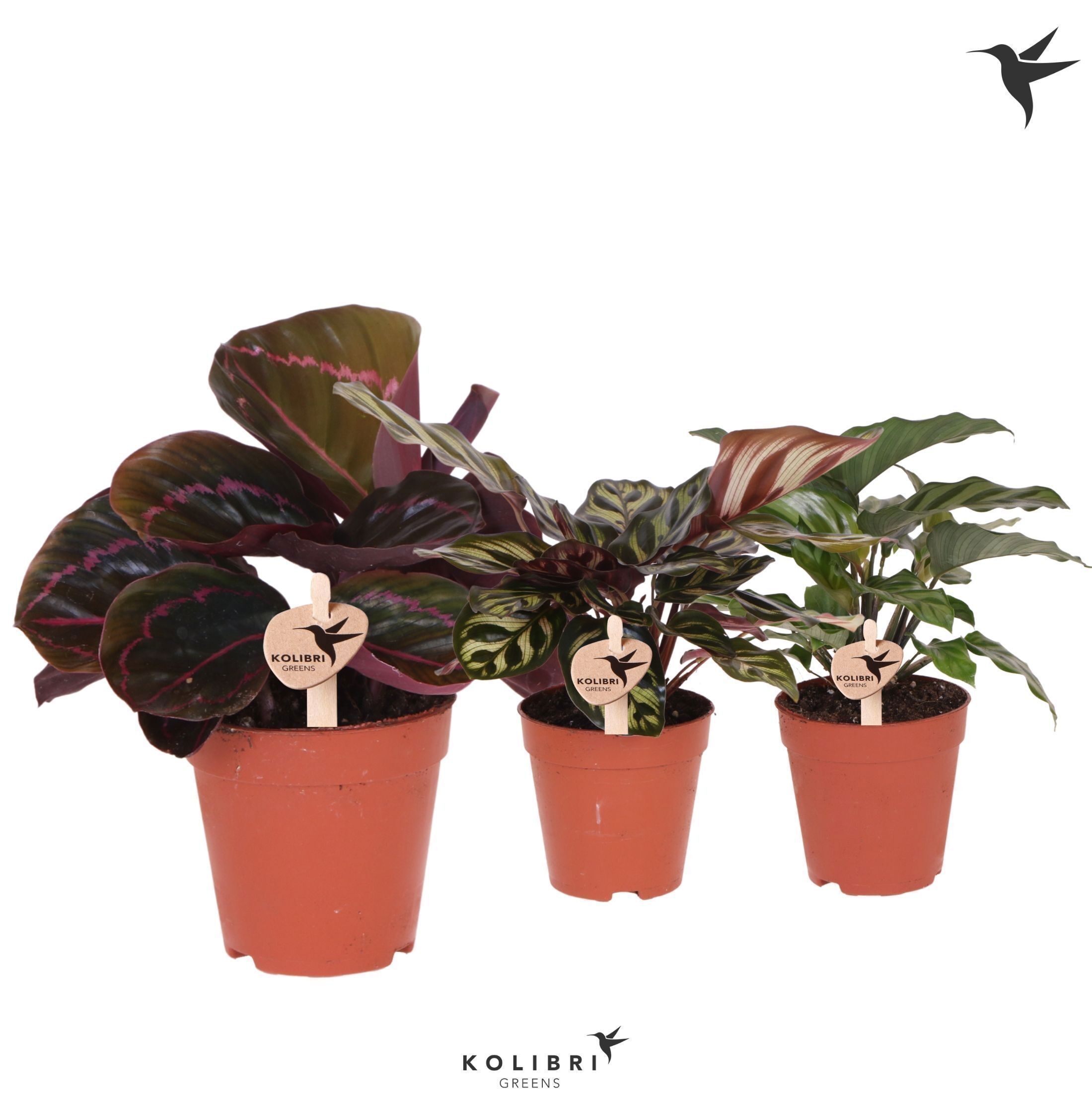 Calathea Gemengd