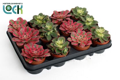 Aeonium Gemengd