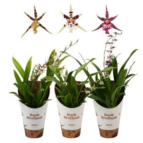 Brassia Titanium Gemengd 2 Tak