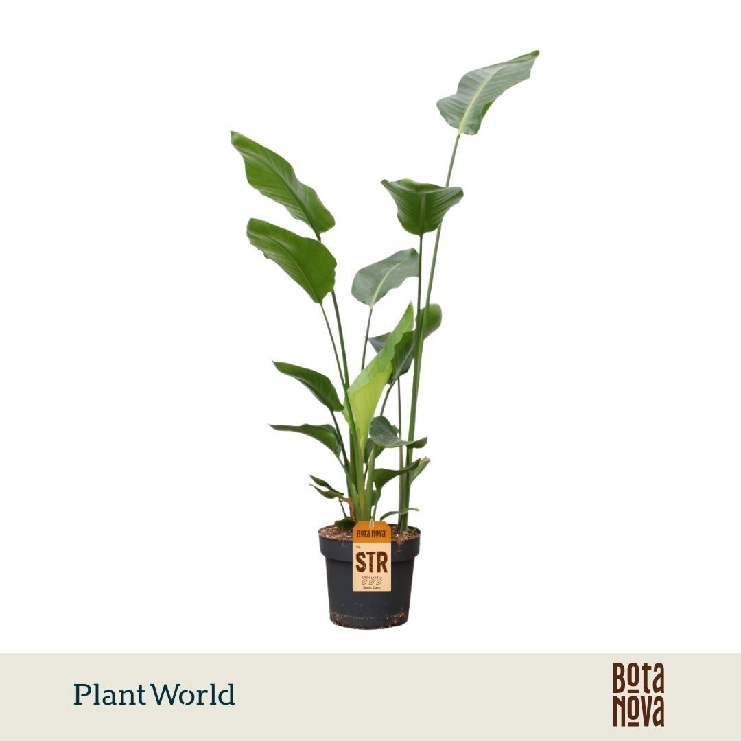 Strelitzia Nicolai 3pp