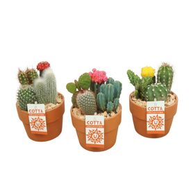Cactus Gemengd + Ent Keramiek Terracotta