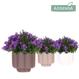Camp Addenda Ambella Intense Purple Keramiek Retro