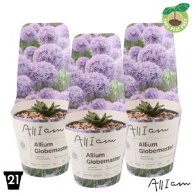 Allium Globemaster Potcover