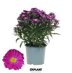 Aster Starletta Red