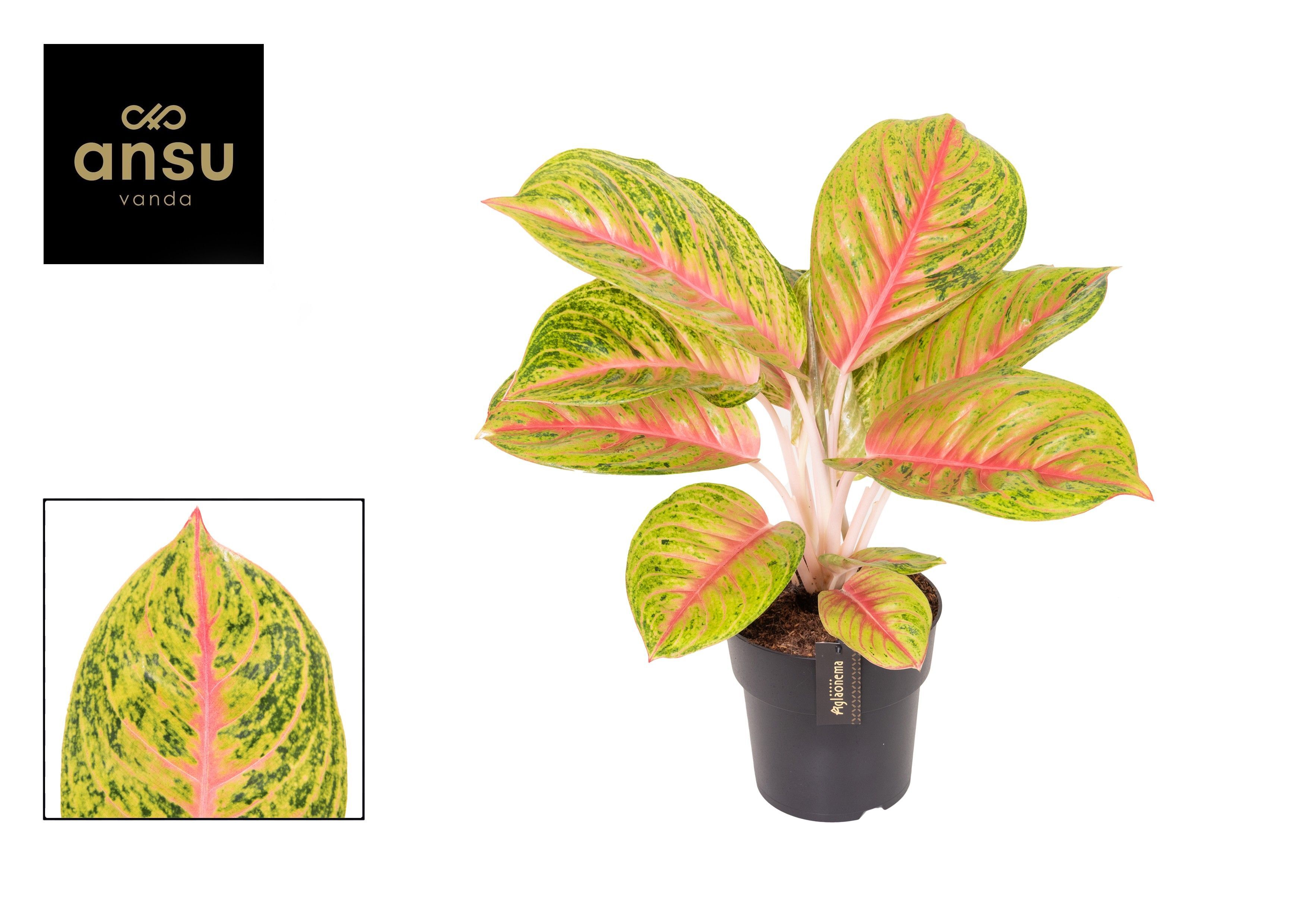 Aglaonema Grand Blossom
