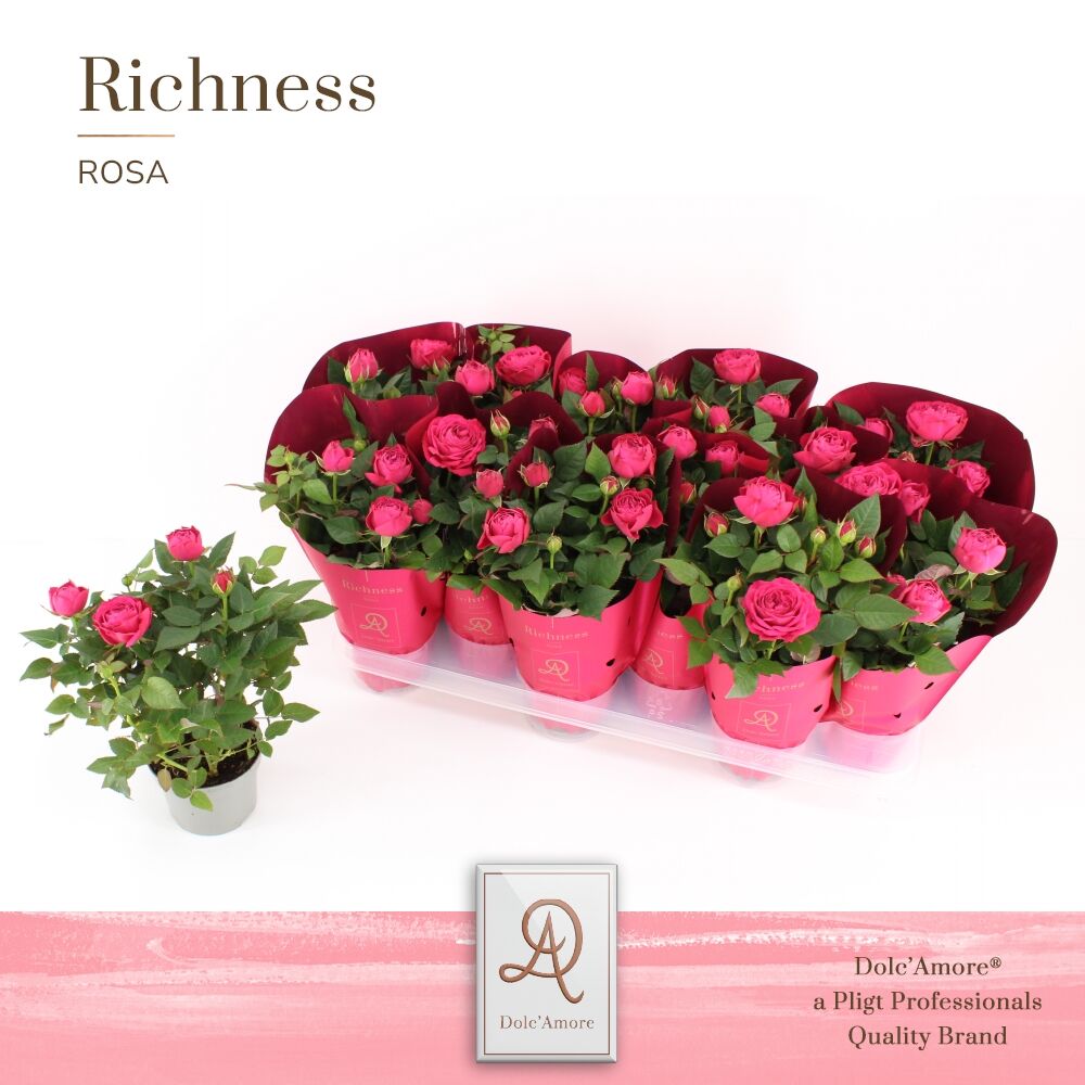 Ro Donker Roze Dolc'amore Hoes Metallic