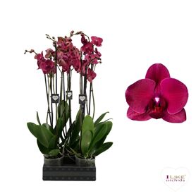 Phal 2 Tak 70cm Montreux