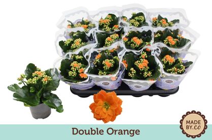 Kalan Gev Oranje